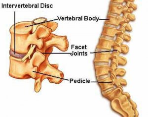spine